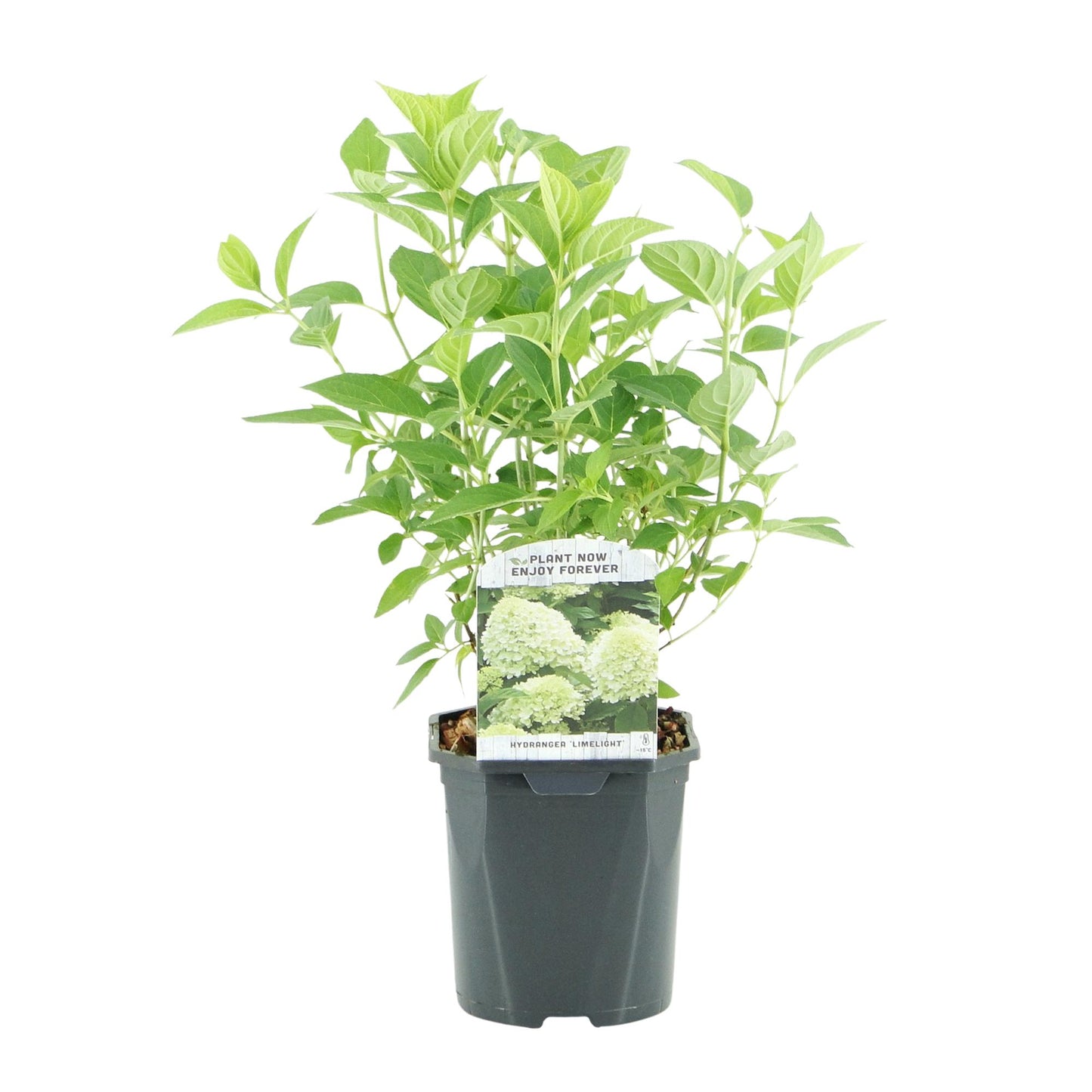 Rispenhortensie - Hydrangea panniculata Limelight - Blüte Creme Weiß - 3 Pflanzen - 1 m2 - Laubabwerfend - Große Blüten - Topf 17cm Höhe 50cm