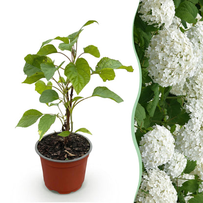 Hydrangea arborescens Annabelle - Hortensie - Winterhart - Weiß - 1 Pflanze - Topf 12cm - Höhe 20-30cm