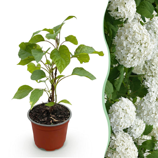 Hydrangea arborescens Annabelle - Hortensie - Winterhart - Weiß - 1 Pflanze - Topf 12cm - Höhe 20-30cm