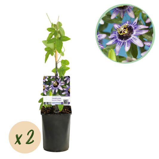 Passiflora Damsels Delight - Blüte Lila mit Weiß - Wenig Pflege - 2 Pflanzen - Topf 11cm Höhe 40cm