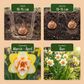 10x Narcissus Double mix - Gefüllte Narzissen Mischung - Gelb und Weiß - Frühlingsblüher - Zwiebelgröße 12/14