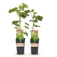 Obstpflanze - Vitis vinifera Himrod - Weintraubenpflanze - Kernenlos - Weiße Traube - 2 Pflanzen - Topf 15cm - Höhe 50cm