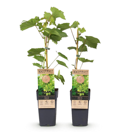 Obstpflanze - Vitis vinifera Himrod - Weintraubenpflanze - Kernenlos - Weiße Traube - 2 Pflanzen - Topf 15cm - Höhe 50cm