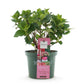 Hortensie - Hydrangea Magical Green Fire - Rosa Grün - 6-10 Blumen - Topf 23cm Höhe 55cm