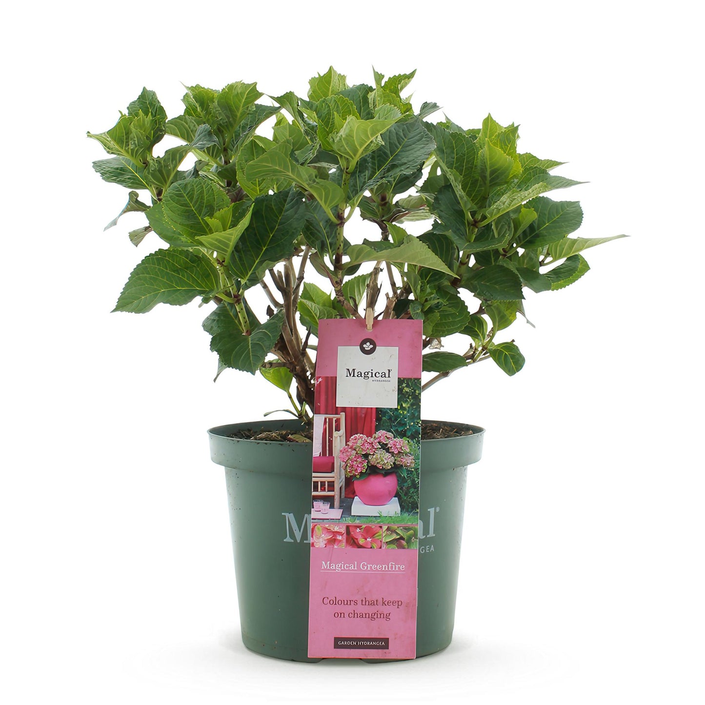 Hortensie - Hydrangea Magical Green Fire - Rosa Grün - 6-10 Blumen - Topf 23cm Höhe 55cm