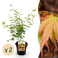 Japanischer Ahorn - Acer palmatum Katsura - Orange - 2 Pflanzen - Laubabwerfend - Topf 19cm Höhe 70cm