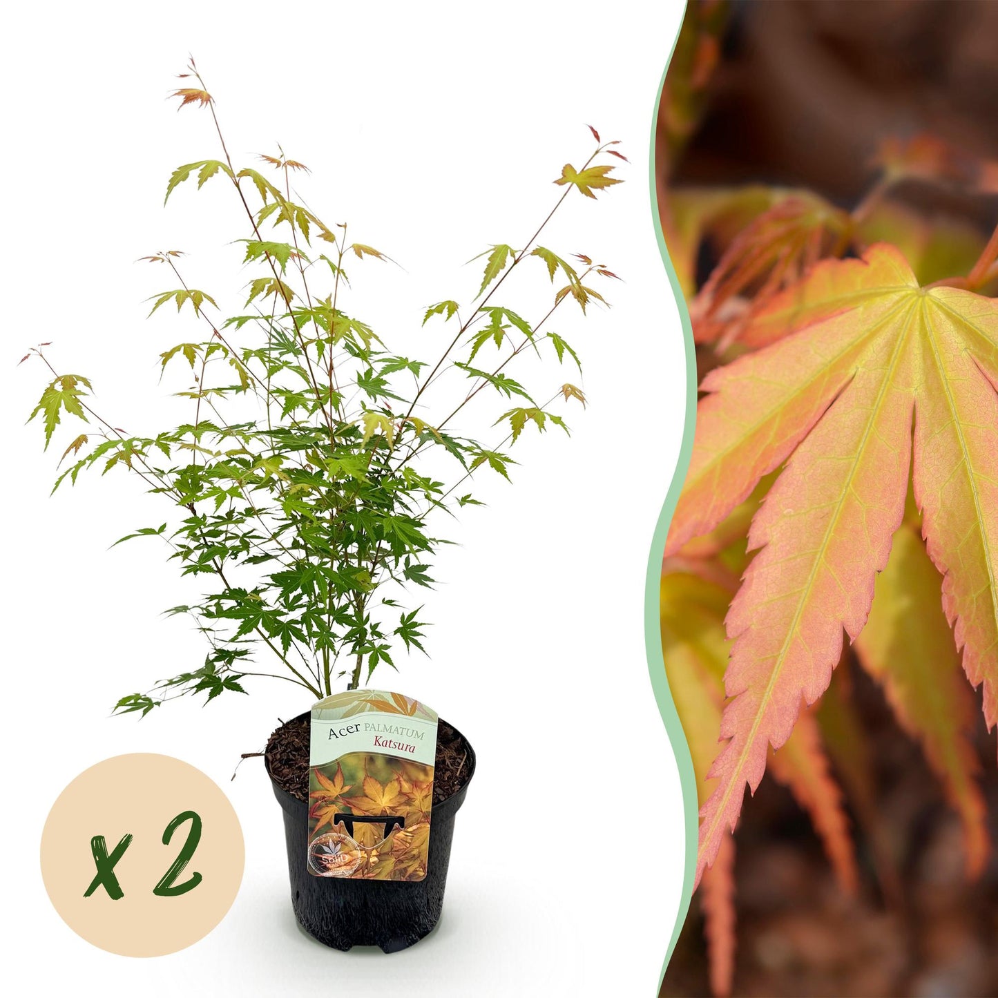 Japanischer Ahorn - Acer palmatum Katsura - Orange - 2 Pflanzen - Laubabwerfend - Topf 19cm Höhe 70cm