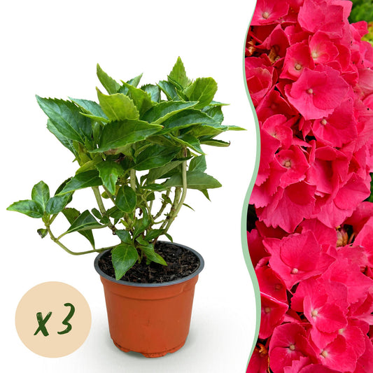 Hydrangea macrophylla Rot - Hortensie - Winterhart - Rot - 3 Pflanzen - Topf 12cm - Höhe 20-30cm