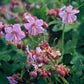 24x Geranium macr. 'Ingwersen's Var.' - ↕10-25cm - Ø9cm