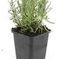 Lavandula ang. 'Munstead' - ↕10-25cm - Ø9cm - 48x