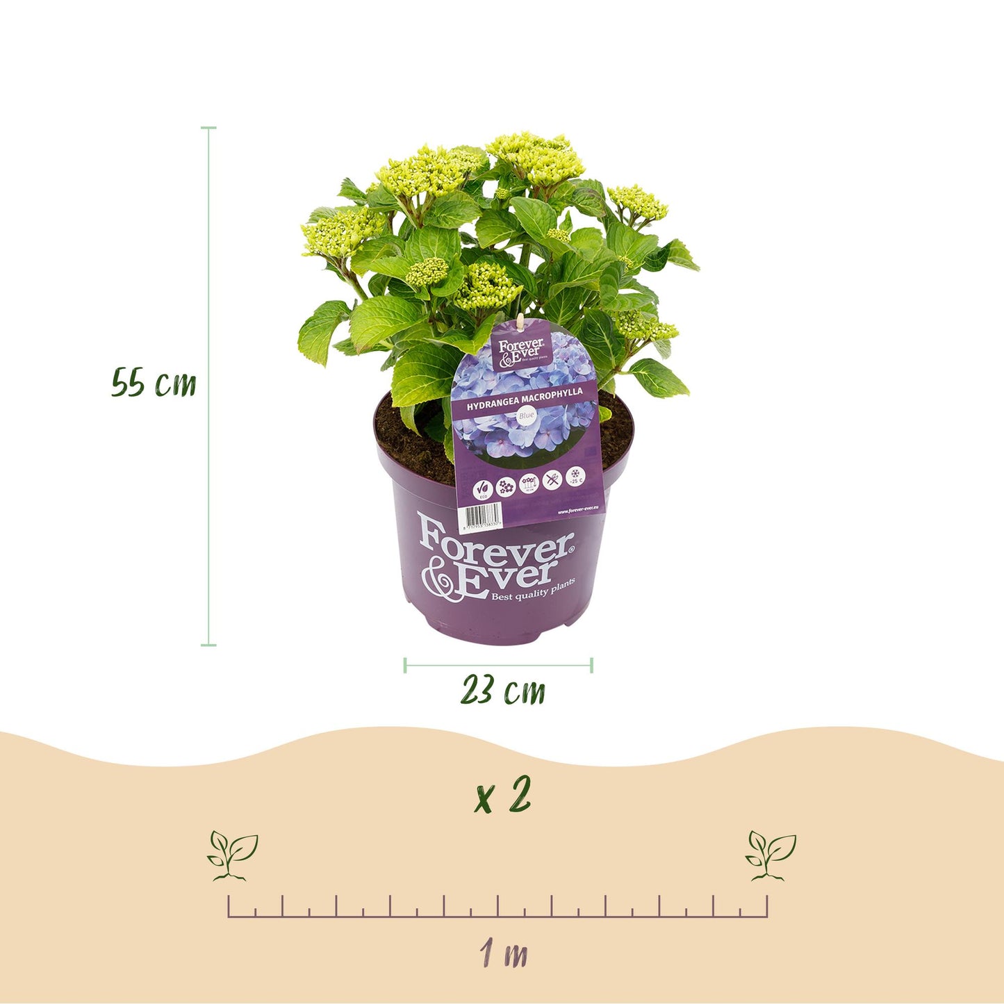 Hortensie - Hydrangea Forever & Ever - Blau - 7-12 Blumen - 2 Pflanzen - Topf 23cm Höhe 55cm