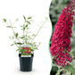 Schmetterlingsstrauch - Buddleja davidii Royal Red - Winter Hardy - Red - 3 Plants - Pot 17cm - Height 45cm