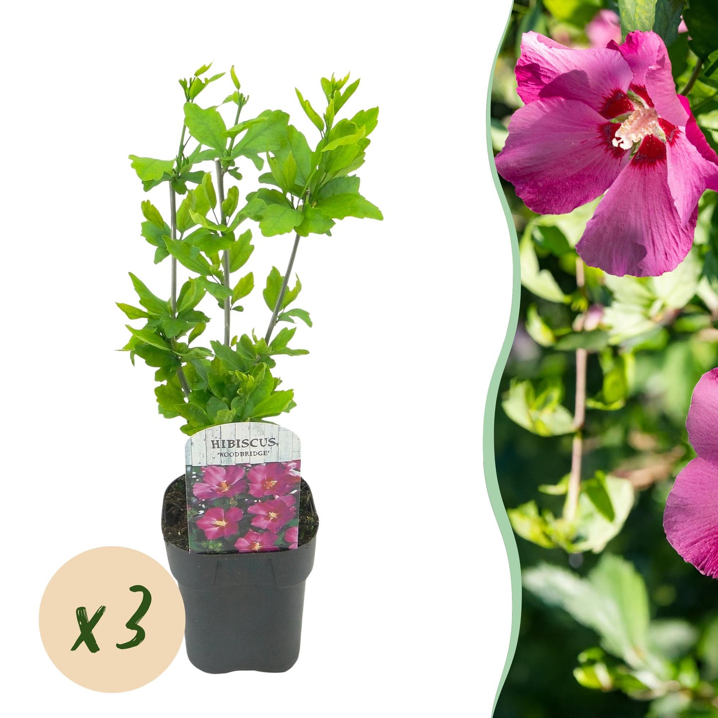 Hibiscus syriacus Woodbridge - Garden Hibiscus - Hardy - Pink - 3 Plants - Pot 17cm - Height 45cm