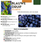 3 x Bio-Weinreben – Ø 13 cm – ↨ 20 cm