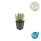 Lavandula ang. 'Munstead' - ↕10-25cm - Ø9cm - 48x