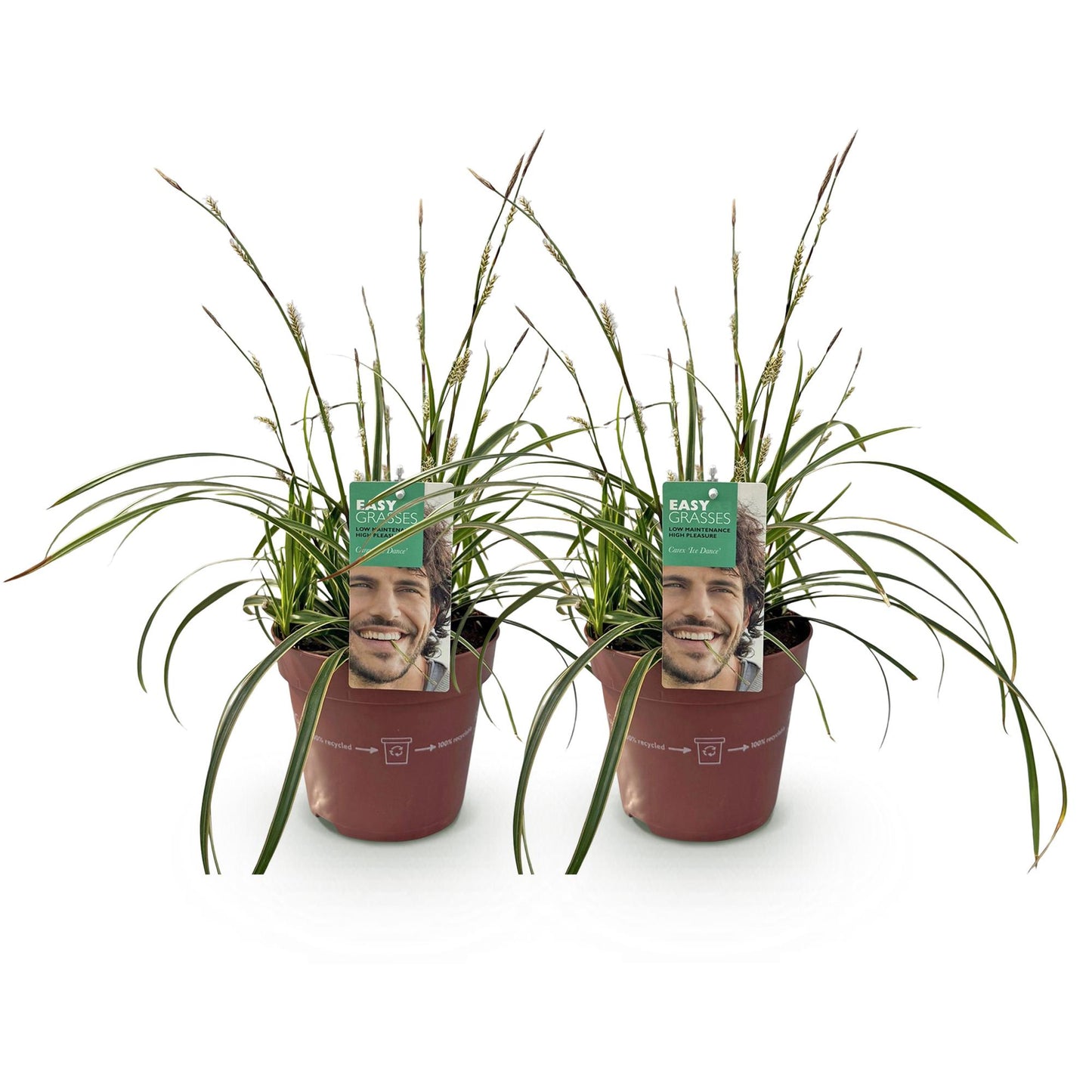 Ziergräser - Carex morrowii Ice Dance - Weiß & Grün - 2 Pflanzen - Immergrün - Wenig Pflege - Topf 17cm Höhe 50cm