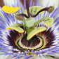 Passiflora Blau caerulea - Ø15cm - ↕65cm