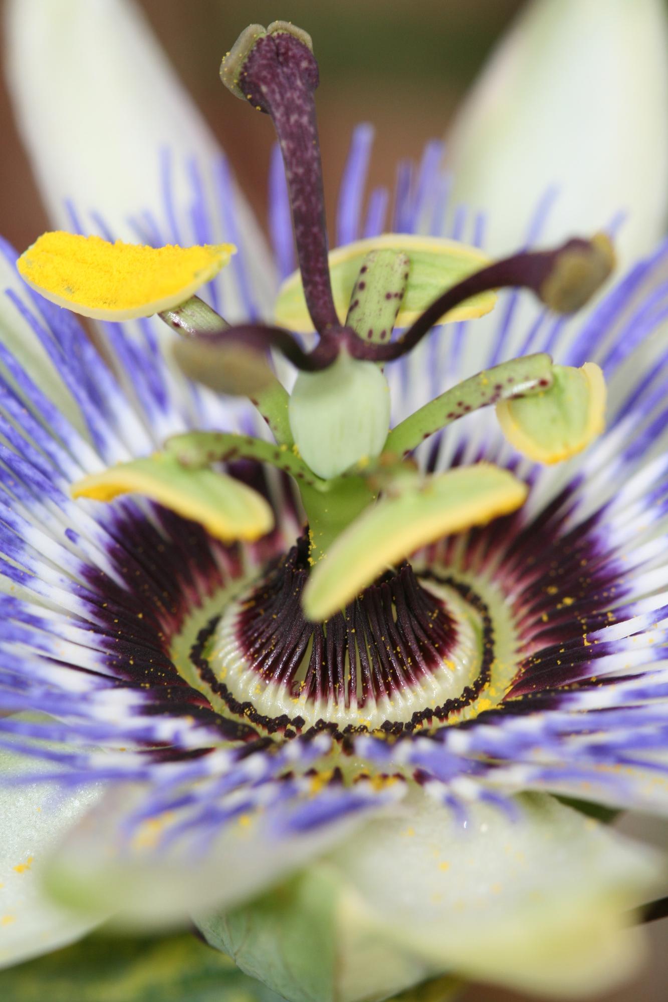 Passiflora Blau caerulea - Ø15cm - ↕65cm