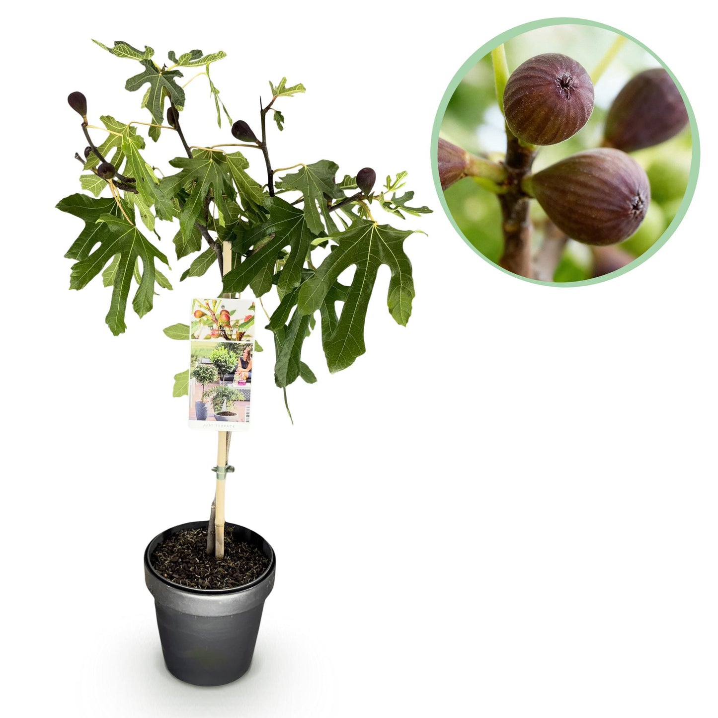 Ficus carica Little Miss Figgy - Terrassen Pflanze - Stamm Pflanze -  Laubabwerfend - Winterhart - Grüne Frucht - Topf 19cm Höhe 90cm