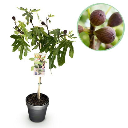 Ficus carica Little Miss Figgy - Terrassen Pflanze - Stamm Pflanze -  Laubabwerfend - Winterhart - Grüne Frucht - Topf 19cm Höhe 90cm
