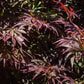 Japanischer Ahorn - Acer palmatum Trompenburg - Dunkel Lila - 2 Pflanzen - Laubabwerfend - Topf 19cm Höhe 70cm