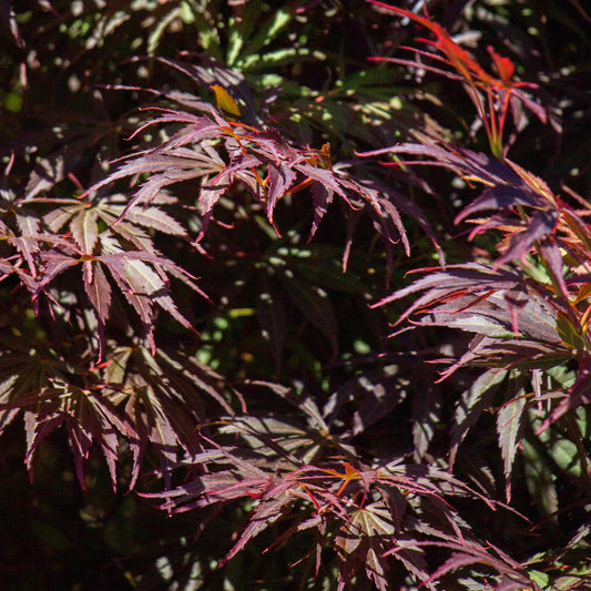 Japanischer Ahorn - Acer palmatum Trompenburg - Dunkel Lila - 2 Pflanzen - Laubabwerfend - Topf 19cm Höhe 70cm