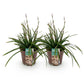 Ziergräser - Carex morrowii Irish Green - Grün & Gelb - 2 Pflanzen - Immergrün - Pflegeleicht - Topf 17cm Höhe 50cm