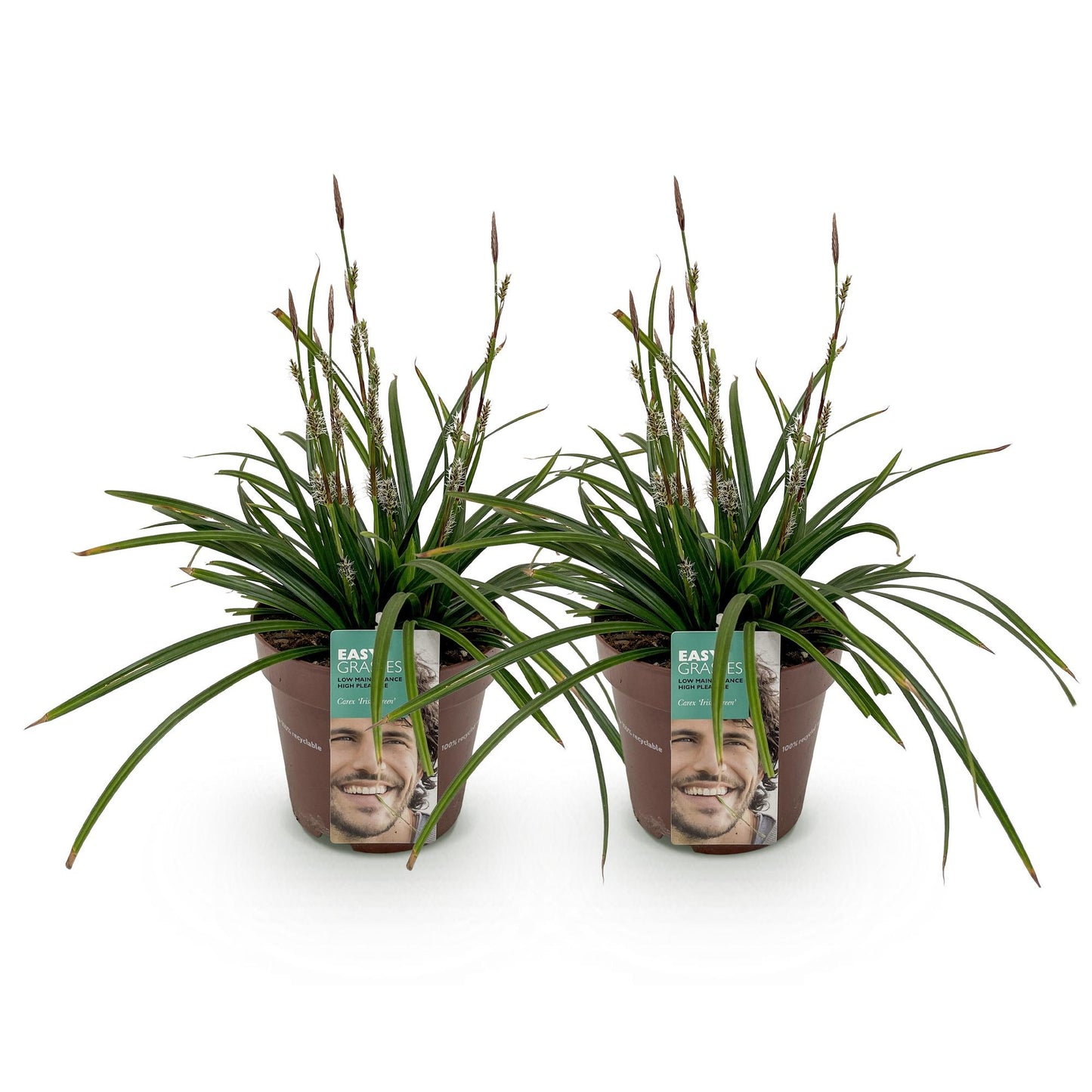 Ziergräser - Carex morrowii Irish Green - Grün & Gelb - 2 Pflanzen - Immergrün - Pflegeleicht - Topf 17cm Höhe 50cm