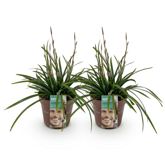 Ziergräser - Carex morrowii Irish Green - Grün & Gelb - 2 Pflanzen - Immergrün - Pflegeleicht - Topf 17cm Höhe 50cm
