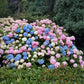 Hydrangea macrophylla Tricolour - Hortensie - Winterfest - Rot-Blau-Weiß - 3 Pflanzen - Topf 12cm - Höhe 20-30cm