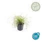 24x Carex oshim. 'Evergold'  - ↕10-25cm - Ø9cm