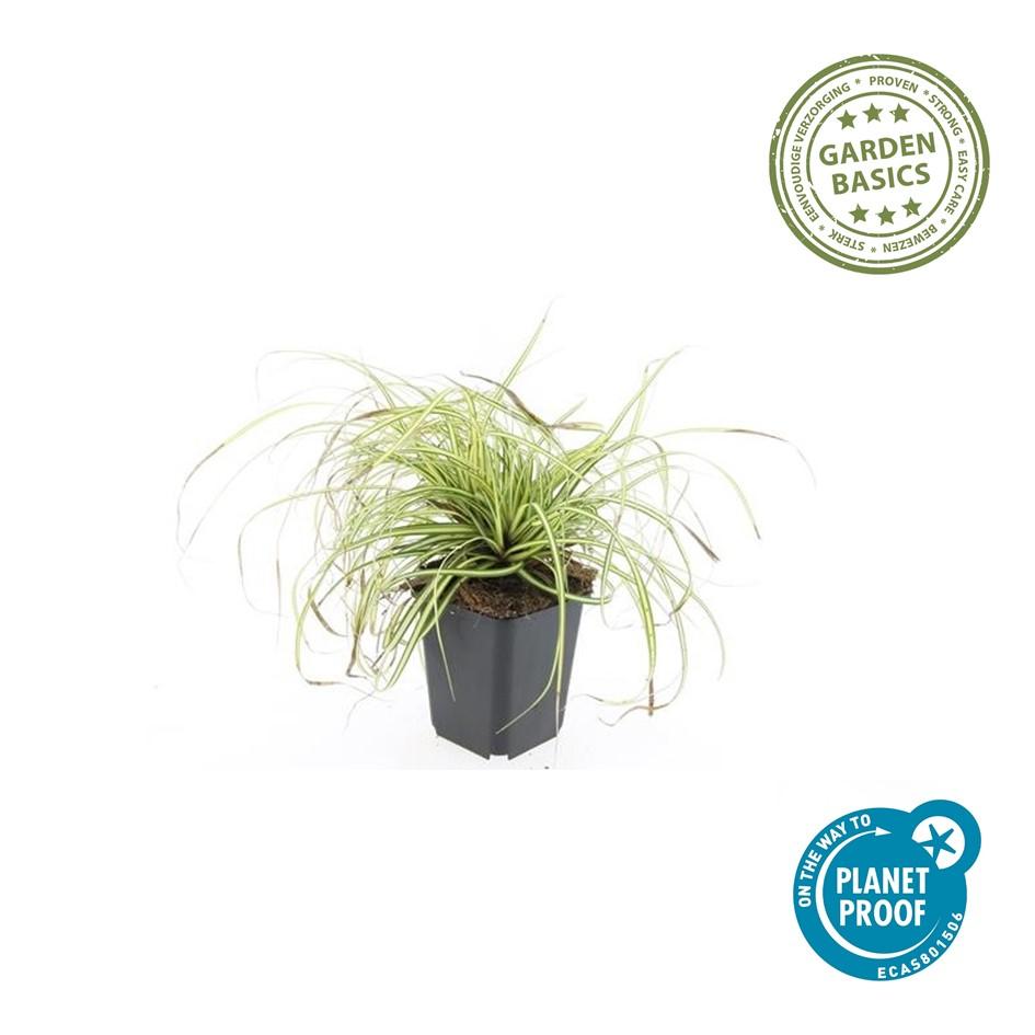 24x Carex oshim. 'Evergold'  - ↕10-25cm - Ø9cm