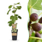 Ficus caria Little miss Figgy - Feigenbaum - Winterhart - Rote Frucht - 2 Pflanzen - Topf 15cm - Höhe 50cm