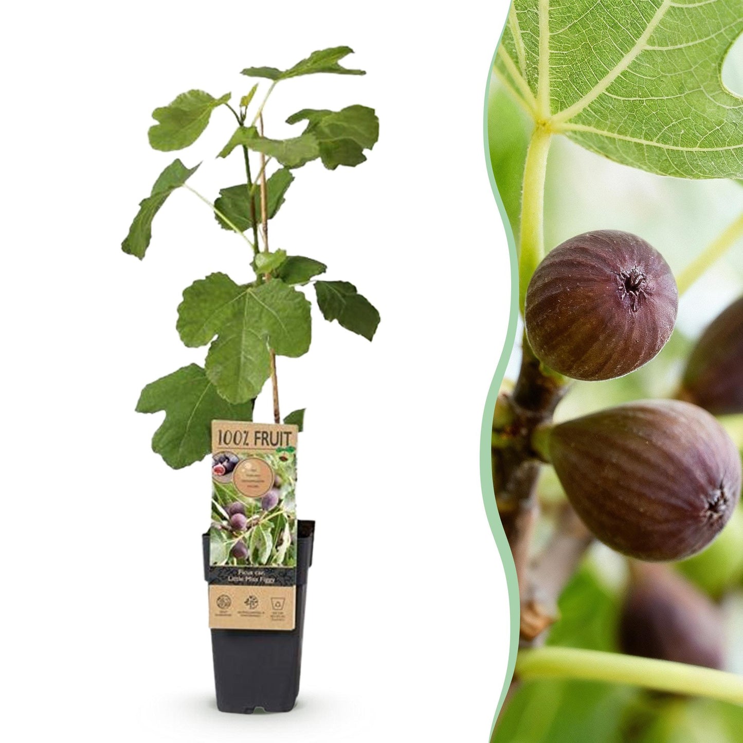 Ficus caria Little miss Figgy - Feigenbaum - Winterhart - Rote Frucht - 2 Pflanzen - Topf 15cm - Höhe 50cm