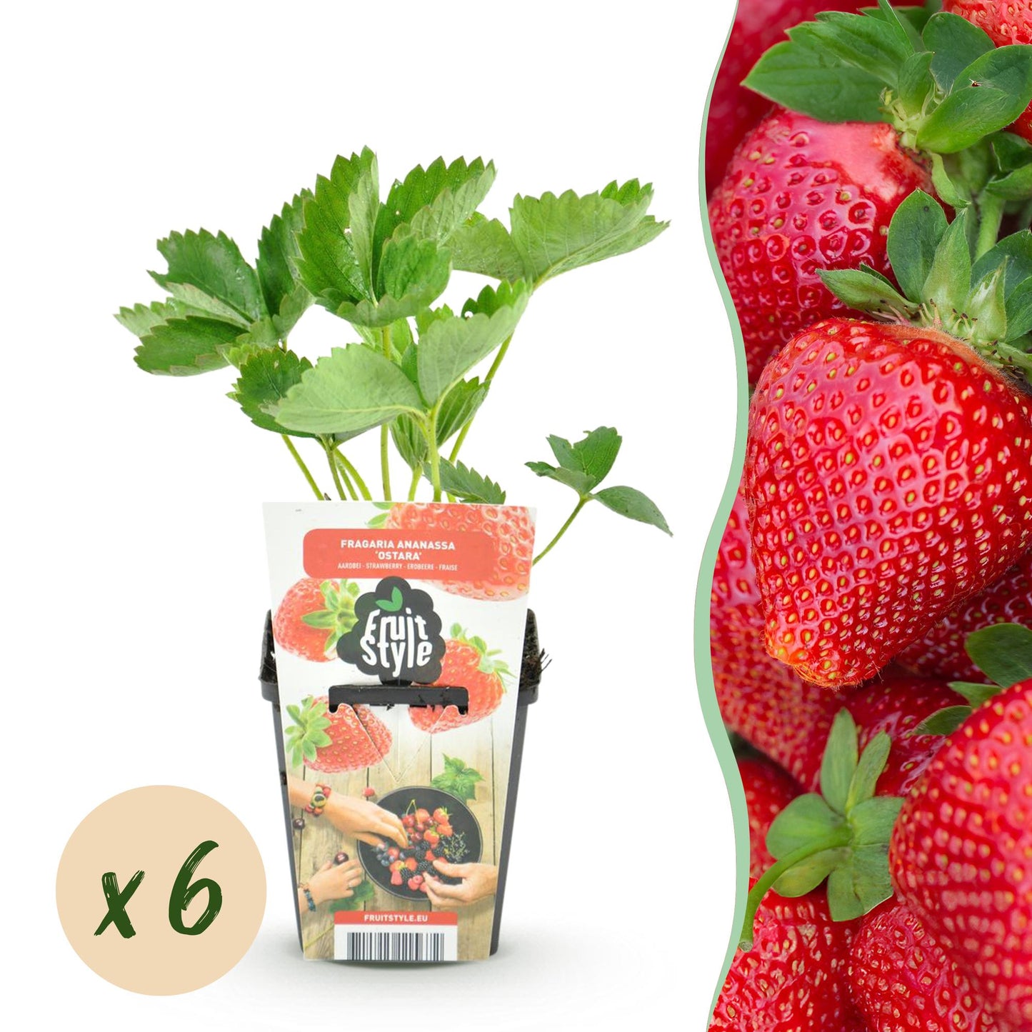 Obstpflanzen - Erdbeere - Fragaria Maxim - Winterhart - 6 Pflanzen - Topf 9 cm - Rote Erdbeere