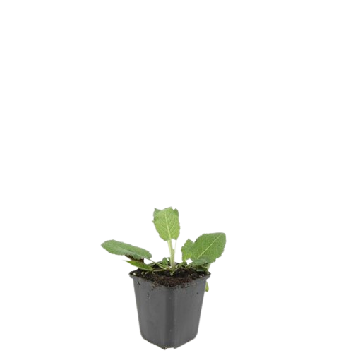 Steppen Salbei - 48x Salvia nem. 'Mainacht' - ↕10-25cm - Ø9cm