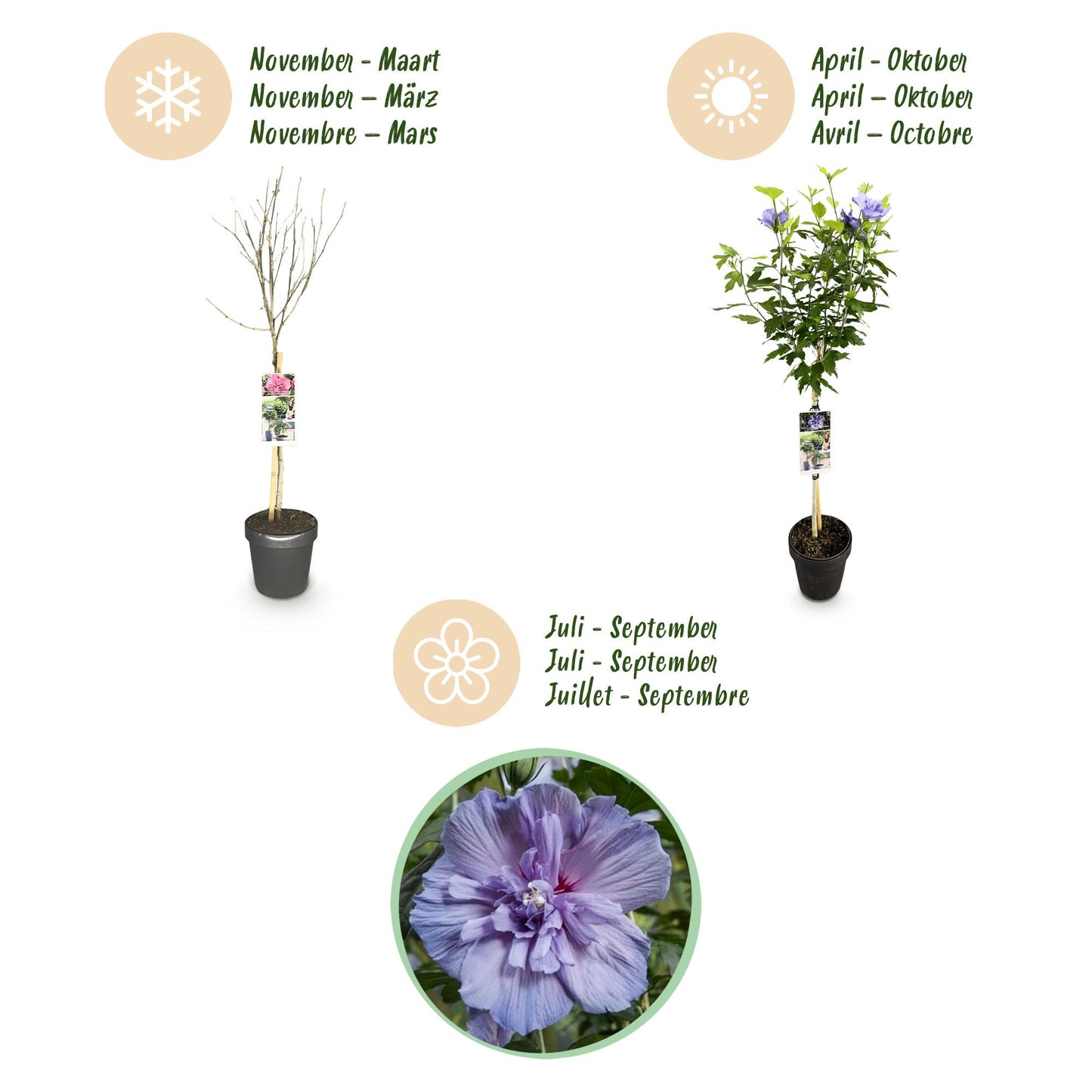 Hibiscus syriacus Blue Chiffon® - Stammpflanze - Terrassenpflanze - Laubabwerfend - Pflegeleicht - Topf 19cm Höhe 90cm