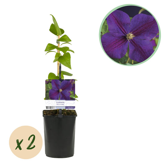 Kletterpflanze - Clematis Star of India - Blüte Rosa - Pflegeleicht - 2 Pflanzen - Topf 11cm Höhe 40cm