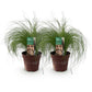 Ziergräser - Stipa tenuifolia Pony Tails - Grün - 2 Pflanzen - Immergrün - Wenig Pflege - Topf 17cm Höhe 50cm