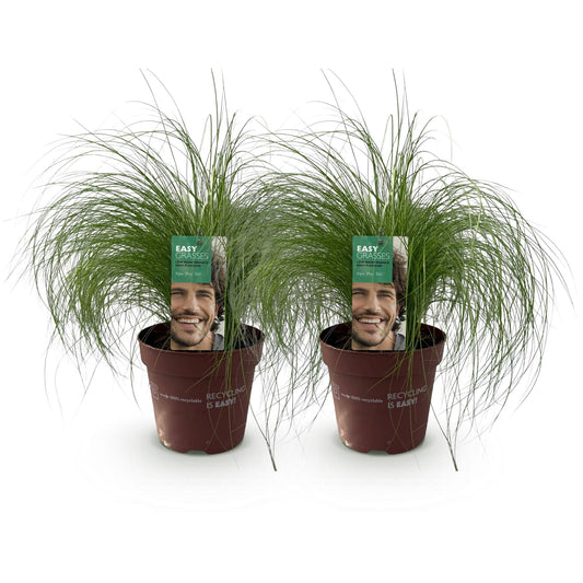 Ziergräser - Stipa tenuifolia Pony Tails - Grün - 2 Pflanzen - Immergrün - Wenig Pflege - Topf 17cm Höhe 50cm