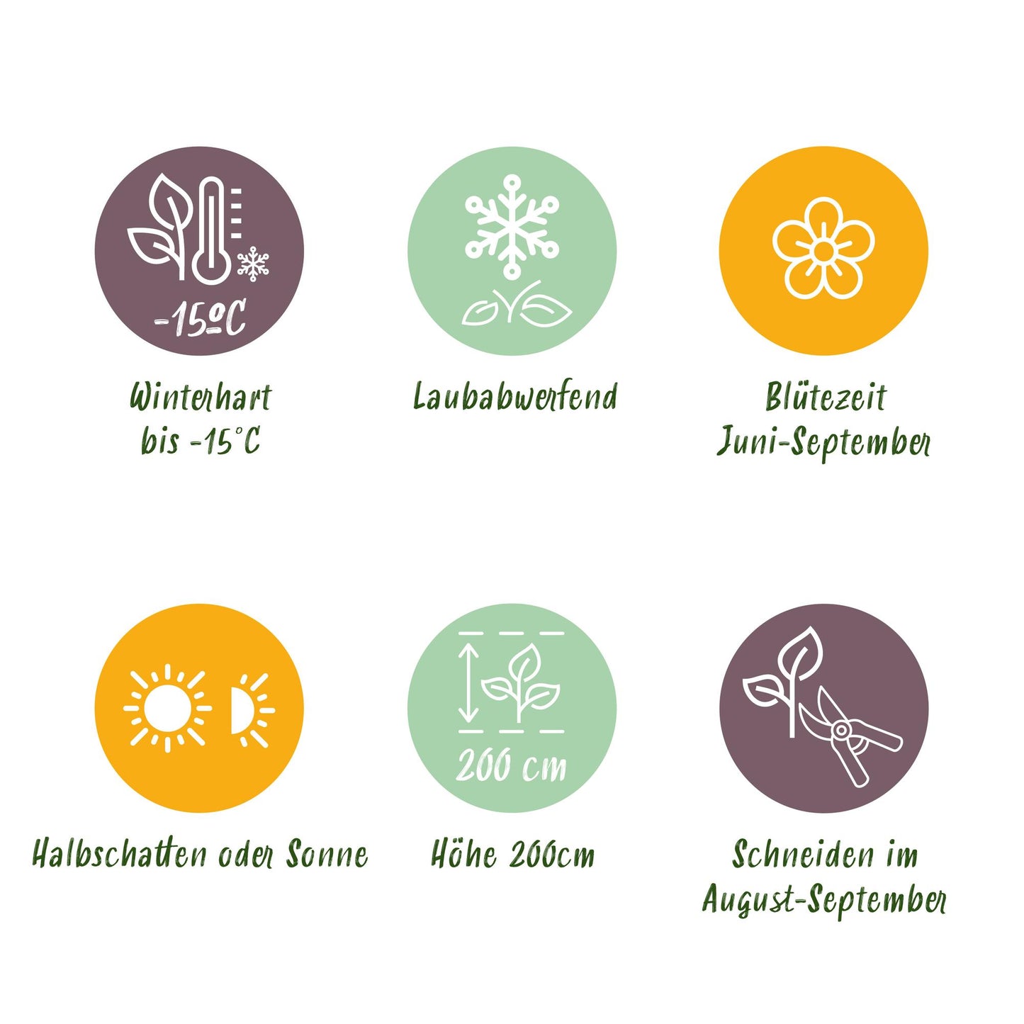 Hortensie - Hydrangea macrophylla Tricolour - Blüte Blau, Rosa und Weiß - 3 Pflanzen - Laubabwerfend - Wenig Pflege - Topf 17cm Höhe 30cm