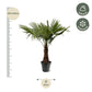 Trachycarpus Fortuneii - 220 - 240cm - Ø40-45