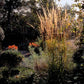 Calamagrostis acut. 'Karl Foerster'  - 48x - ↕10-25cm - Ø9cm