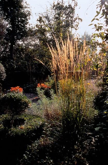 Calamagrostis acut. 'Karl Foerster'  - 48x - ↕10-25cm - Ø9cm