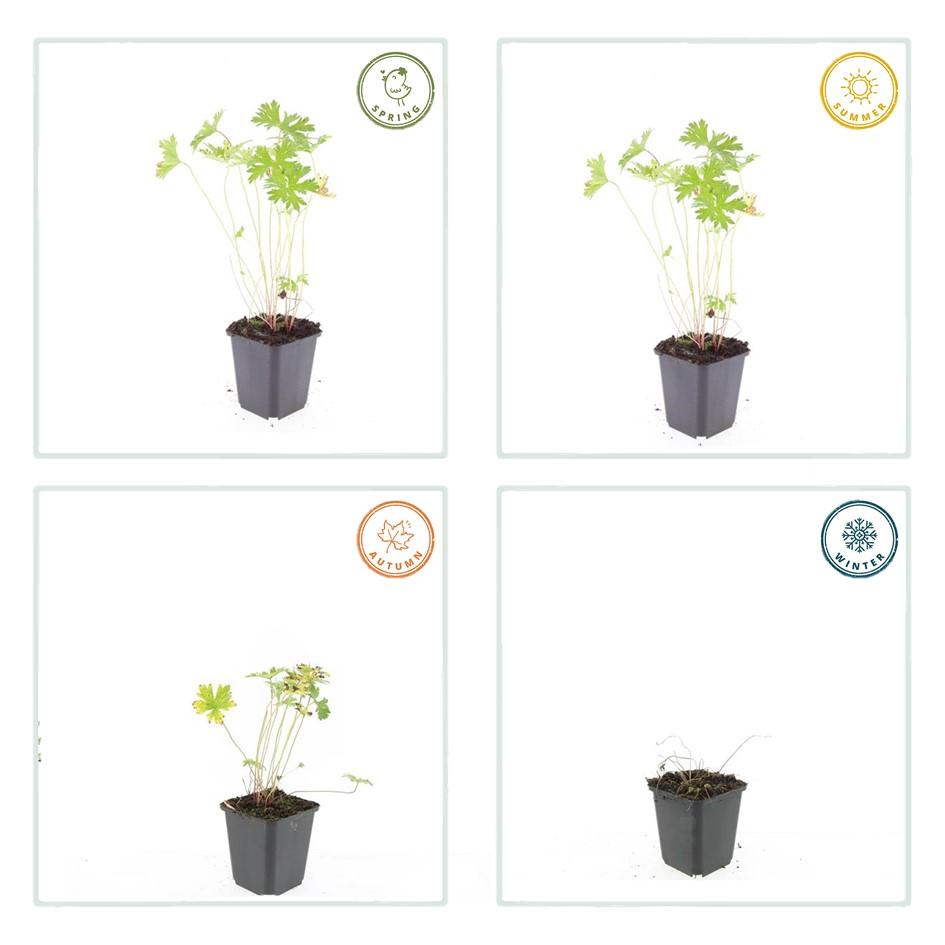 24x Geranium 'Johnson's Blue' - ↕10-25cm - Ø9cm