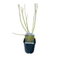 Cornus alba Flaviramea - Grüne Zweige - 1 Pflanze - Topf 17cm Höhe 45cm