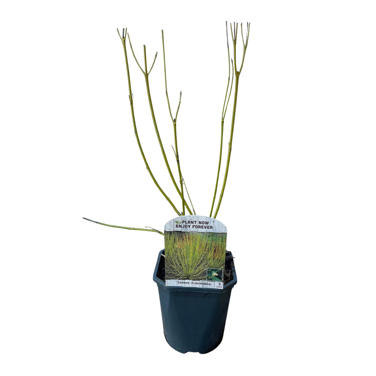 Cornus alba Flaviramea - Grüne Zweige - 1 Pflanze - Topf 17cm Höhe 45cm