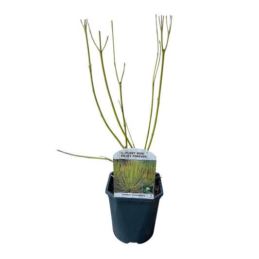 Cornus alba Flaviramea - Grüne Zweige - 1 Pflanze - Topf 17cm Höhe 45cm