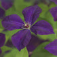 Kletterpflanze - Clematis vit. Polish Spirit - Blüte Rosa - Wenig Pflege - 2 Pflanzen - Topf 11cm Höhe 40cm