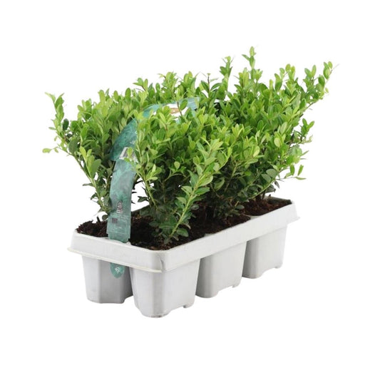 Ilex crenata 'Jenny' - 2 x 6 pack -  Ø7 cm - ↕15 cm